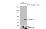 Synapsin II Antibody in Western Blot (WB)