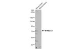 SMPD3 Antibody in Western Blot (WB)