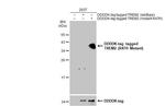 TREM2 Antibody in Western Blot (WB)