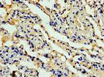 Eotaxin Antibody in Immunohistochemistry (Paraffin) (IHC (P))