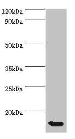 Eotaxin Antibody in Western Blot (WB)