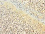 CD1c Antibody in Immunohistochemistry (Paraffin) (IHC (P))