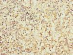 CD1c Antibody in Immunohistochemistry (Paraffin) (IHC (P))