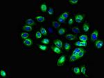 CD1c Antibody in Immunocytochemistry (ICC/IF)