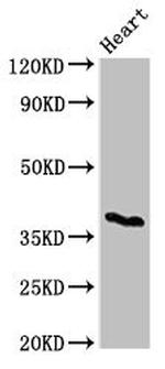 CD1c Antibody in Western Blot (WB)