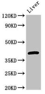 GNAT1 Antibody in Western Blot (WB)
