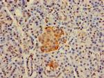 H2AFJ Antibody in Immunohistochemistry (Paraffin) (IHC (P))