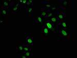 Histone H1.3 Antibody in Immunocytochemistry (ICC/IF)