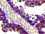 Histone H1.3 Antibody in Immunohistochemistry (Paraffin) (IHC (P))