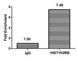 HIST1H2BB Antibody in ChIP Assay (ChIP)