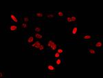 HIST1H2BB Antibody in Immunocytochemistry (ICC/IF)