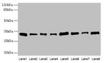 PLP1 Antibody in Western Blot (WB)