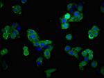 GLT-1 Antibody in Immunocytochemistry (ICC/IF)