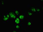 c-Jun Antibody in Immunocytochemistry (ICC/IF)