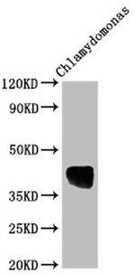 Chlamydomonas reinhardtii AOX1 Antibody in Western Blot (WB)