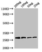 Papain Antibody in Western Blot (WB)