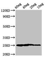 Salmo salar Vertebrate ancient opsin Antibody in Western Blot (WB)