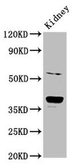 CD300g Antibody in Western Blot (WB)