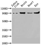 VCP Antibody in Western Blot (WB)