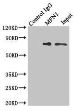 MFN1 Antibody in Immunoprecipitation (IP)