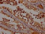 OR1K1 Antibody in Immunohistochemistry (Paraffin) (IHC (P))