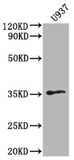 OR1K1 Antibody in Western Blot (WB)