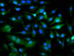 Pannexin 1 Antibody in Immunocytochemistry (ICC/IF)