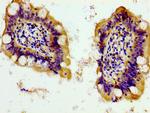 Pannexin 1 Antibody in Immunohistochemistry (Paraffin) (IHC (P))