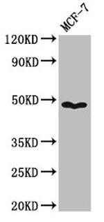 Pannexin 1 Antibody in Western Blot (WB)