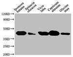 Arabidopsis thaliana GLO1 Antibody in Western Blot (WB)