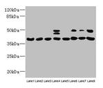 HIF1AN Antibody in Western Blot (WB)