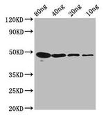 n-Myc Antibody in Western Blot (WB)