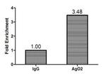 AGO2 Antibody in ChIP Assay (ChIP)