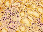 AGO2 Antibody in Immunohistochemistry (Paraffin) (IHC (P))