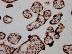 AGO2 Antibody in Immunohistochemistry (Paraffin) (IHC (P))