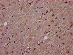 AGO2 Antibody in Immunohistochemistry (Paraffin) (IHC (P))