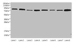 AGO2 Antibody in Western Blot (WB)