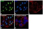 WDR5 Antibody in Immunocytochemistry (ICC/IF)