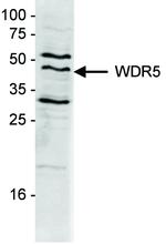 WDR5 Antibody in Western Blot (WB)