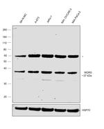 WDR5 Antibody in Western Blot (WB)