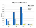 SAP30 Antibody in ChIP Assay (ChIP)