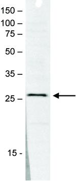 SAP30 Antibody in Western Blot (WB)