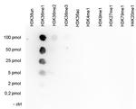 H3K36me1 Antibody in Dot Blot (DB)