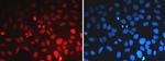 H3K36me1 Antibody in Immunocytochemistry (ICC/IF)