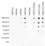 H4K12ac Antibody in Dot Blot (DB)