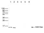 H4K12ac Antibody in Western Blot (WB)