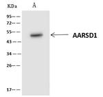 AARSD1 Antibody in Immunoprecipitation (IP)