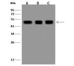 AARSD1 Antibody in Western Blot (WB)