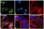 AFP Antibody in Immunocytochemistry (ICC/IF)