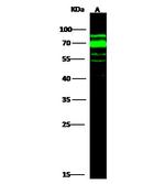 AFP Antibody in Western Blot (WB)